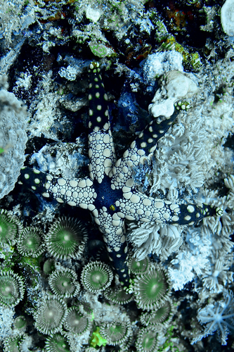 Fromia heffernani observed 2026-09-08