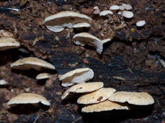 Panellus luxfilamentus