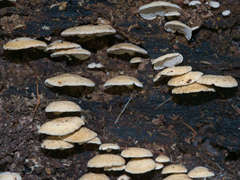 Panellus luxfilamentus