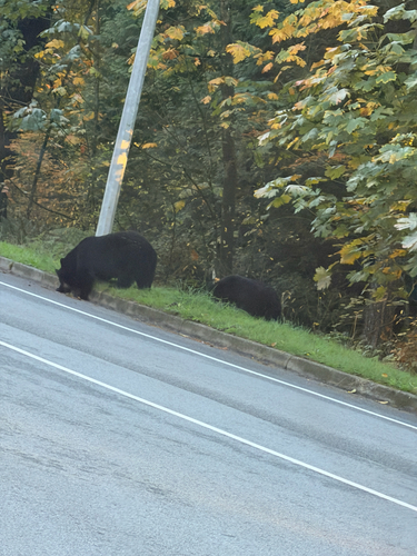 Black Bear sighting near University Dr E