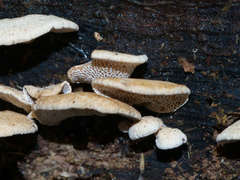 Panellus luxfilamentus
