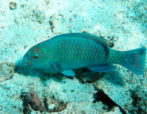 Chlorurus frontalis observed 2026-09-29