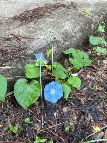 ivy-leaved morning-glory