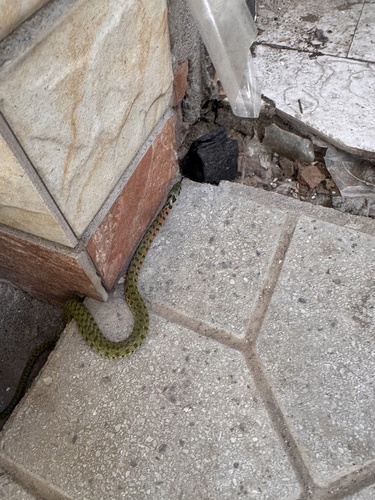 Chinese Tiger Keelback