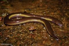 Ichthyophis hypocyaneus
