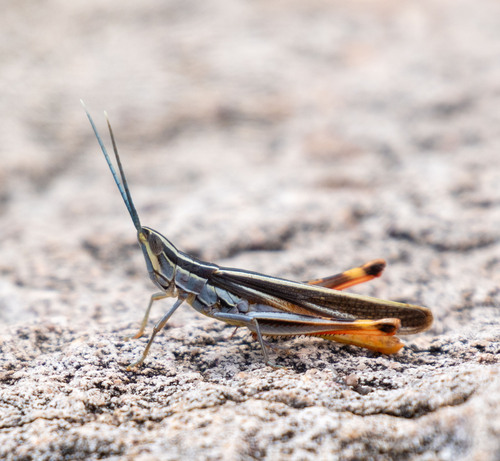 Texas Mermiria