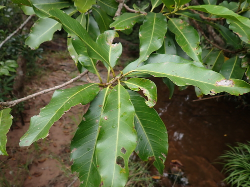 Syzygium nervosum observed 2026-09-22
