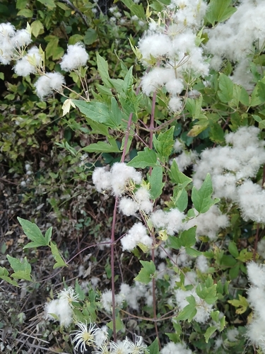 Western White Clematis