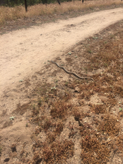 Masticophis fuliginosus