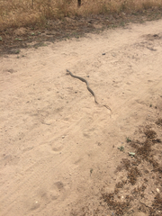 Masticophis fuliginosus