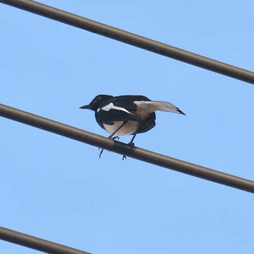 Oriental Magpie-Robin
