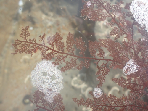 Microcladia coulteri observed 2026-09-29