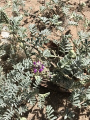 Dalea lanata