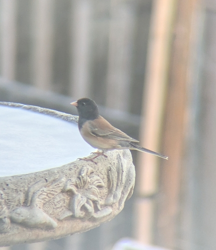 Dark-eyed Junco
