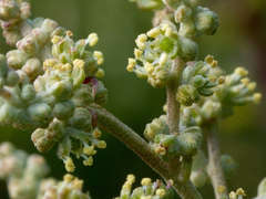 Suaeda australis
