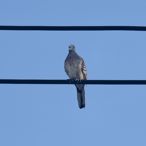 Zebra Dove