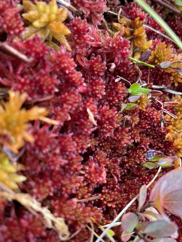 Sphagnum rubellum observed 2026-09-26