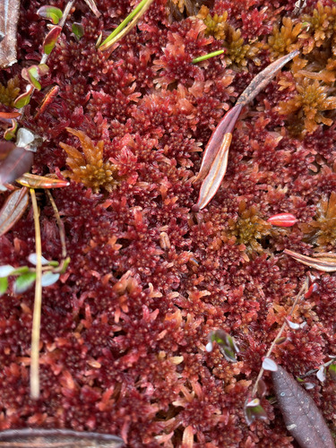 Sphagnum rubellum observed 2026-09-26