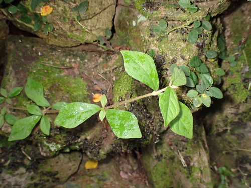 Cyathula prostrata observed 2026-09-22