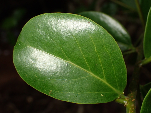 Scolopia chinensis observed 2026-09-22