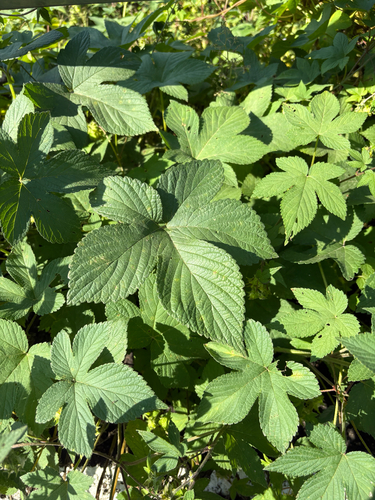 Japanese Hops