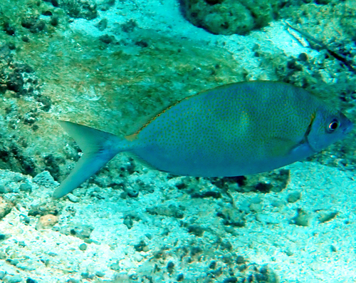 Siganus argenteus observed 2026-09-29