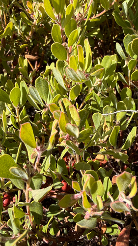 Sandmat Manzanita