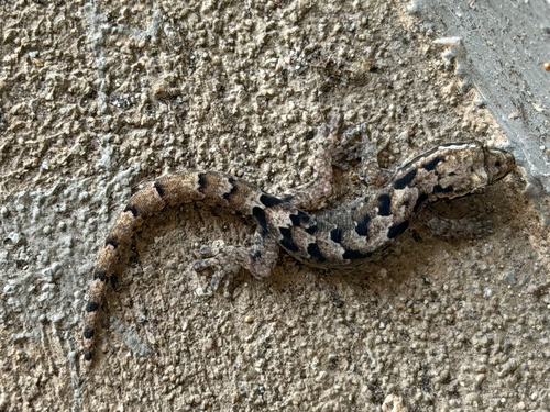 Lepidodactylus lugubris observed 2026-09-29