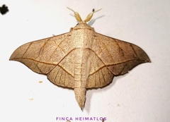 Bedosia fraterna