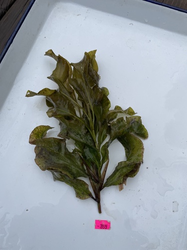 Potamogeton amplifolius, 2026-09-29