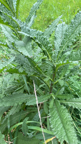 Senecio biserratus, 2026-09-30