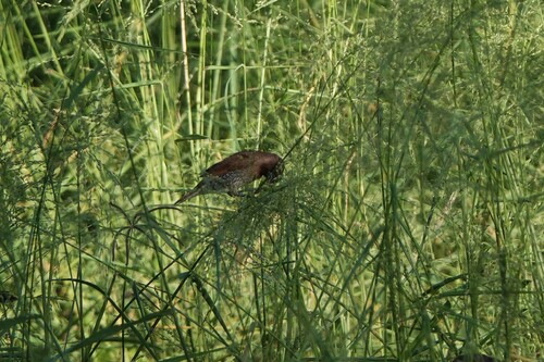 Lonchura punctulata observed 2026-09-28