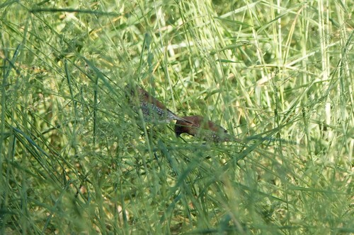 Lonchura punctulata observed 2026-09-28
