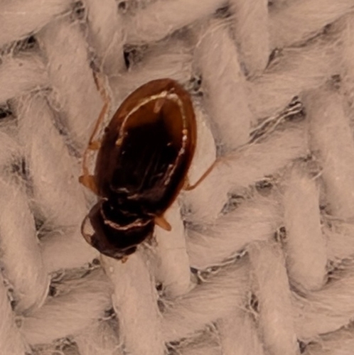 Elaphropus
