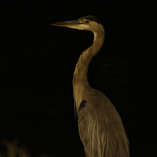 Great Blue Heron