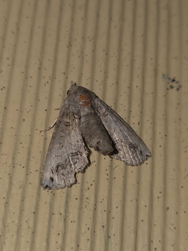Large Paectes Moth
