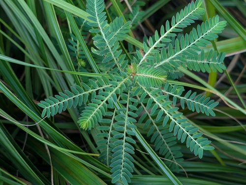 Phyllanthus debilis observed 2026-09-29