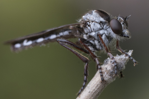 Nicocles canadensis