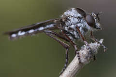 Nicocles canadensis