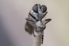Nicocles canadensis