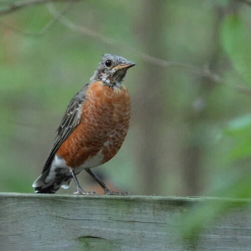 American Robin