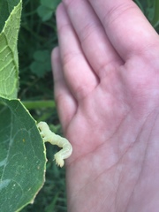 Lepidoptera