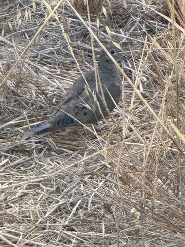 Mourning Dove
