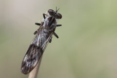 Nicocles canadensis