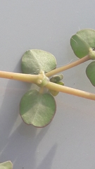 Euphorbia serpens