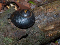 Victaphanta compacta