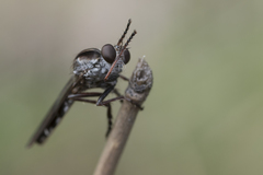 Nicocles canadensis