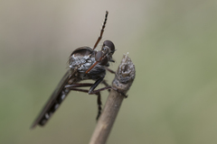 Nicocles canadensis