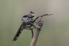 Nicocles canadensis