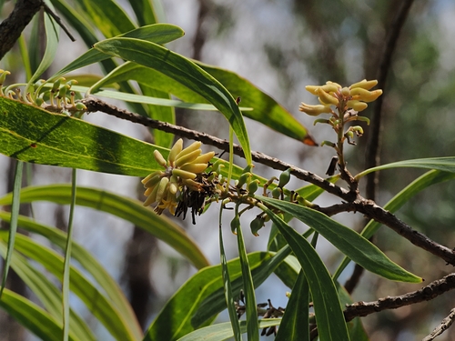 Persoonia falcata observed 2026-09-29